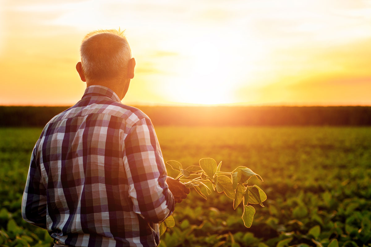 Soybean Farmer