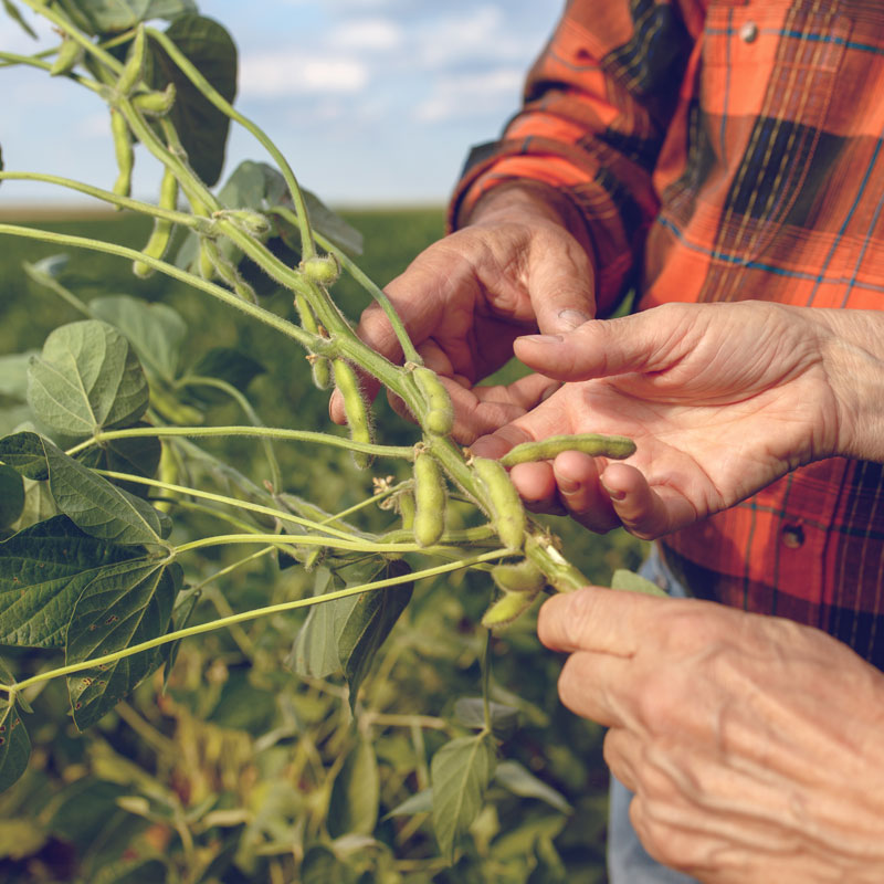 Examining Soybeans